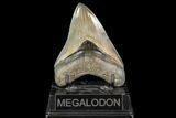 Serrated, Fossil Megalodon Tooth - Beautiful Tooth #112605-1